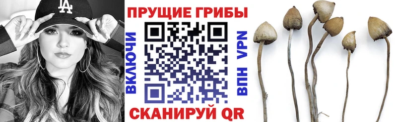Псилоцибиновые грибы Psilocybine cubensis  Зеленодольск 